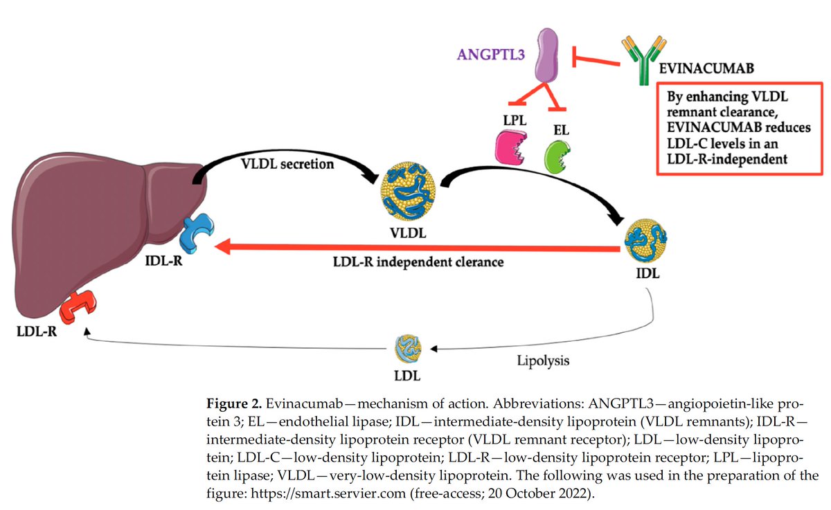 Today I have also made a #ChristmasGift for myself with 3 #papers published. 1st one on the #evinacumab, an #ANGPTL3 #Inhibitor, in the #Treatment of #Dyslipidemia with my young associates - <a href="/stanislawsurma/">Stanisław Surma</a> <a href="/BozenaSosnowska/">Bożena Sosnowska</a> and Prof. Robert Rosenson. 

mdpi.com/2077-0383/12/1…