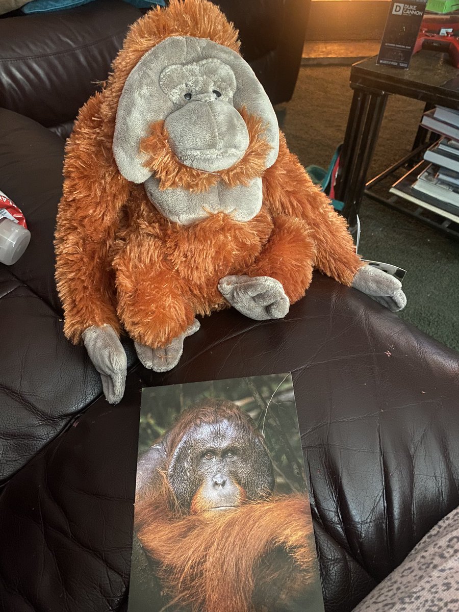 Lchatss's tweet image. the perfect gift for any daughter from their father, an orangutan adopted in their name