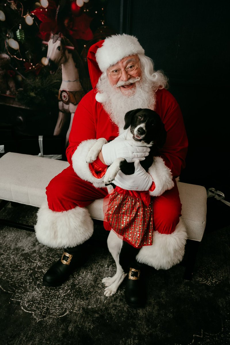 muscle_car_envy's tweet photo. @altonbrown Ohana! They are our family #altonbrown #goodeats #dogsoftwitter #dog #santa #Christmas #dogsinclothes #family #Ohana https://t.co/9DoBpcLMUh