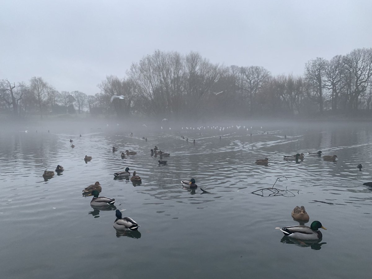 #MERRYCHRISTMAS Wishing you all a very merry misty Christmas! 

Picture taken a couple of days ago, thanks to everyone for the support to the page this year!

Cheers! Malc ‘n’ Merlin

#birmingham #erdington #pypehayes #pypehayespark #merrychristmas
