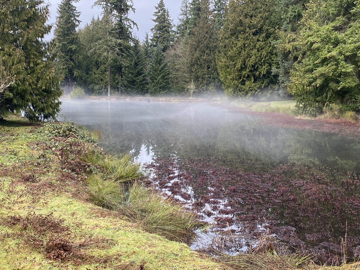 Ma_Mc's tweet photo. EERIE FOG
An eerie fog sets up over a Bothell pond. As close look will reveal that there is still just a bit of ice remaining on the surface, cooling the air until humidity is 100% at which point fog is forming. #wawx #nwsseattle https://t.co/wAJM4GPIEs