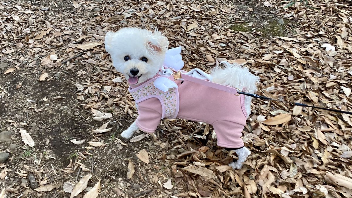 おはようございます☀️
昨日の夜スーパーに行ったら一気にお正月仕様に変わってて、クリスマス🎄終了を感じて寂しい飼い主でした😂
原っぱの仲良しパピヨンちゃん、クン活しすぎのラテが気になる模様。
先週トリミングに行きました✂︎
今回のカット、お気に入り💗

#ビションプー #ビションフリーゼ