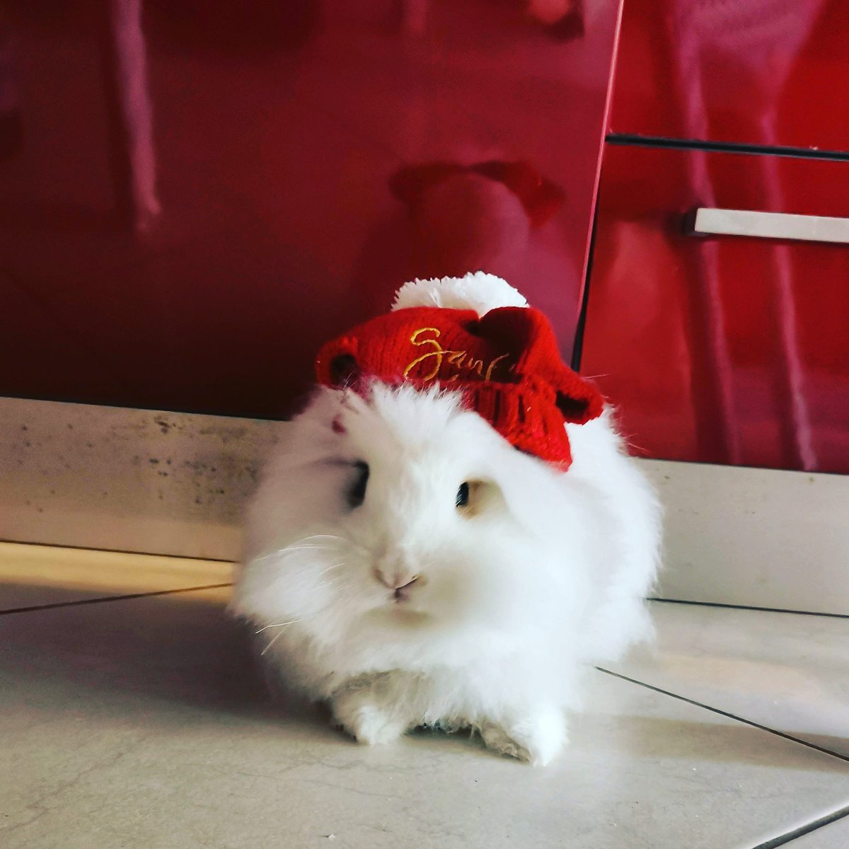 Azixel's tweet image. Merry Christmas to all my friends and moots!

You are all wonderful and precious! I hope you had a super special awesome day!! 🎄🎄🎄🎄💜💜💜💜🎁🎁🎁🎁

#bunny #Christmas