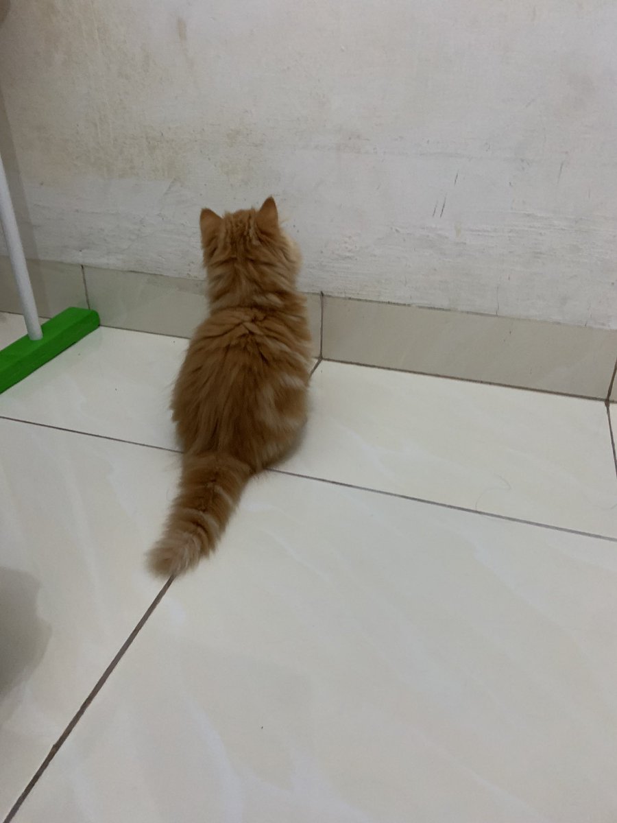kochengfs's tweet photo. 🐈‍⬛ dia udh 10 menit begini ini kenapa ya😭😭😭 ngobrol ama tembok kh?? -titipan https://t.co/OXkY75vvn8