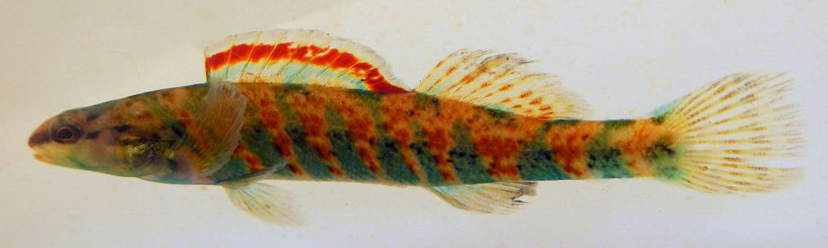 Merry Christmas! Of course today's fish is the Christmas Darter (Etheostoma hopkinsi), named for its red and green stripes. I hope everyone is having a calm, warm, and cozy Christmas :)
📸Elizabeth Gooding, Brian Wulker, Michael Wolfe