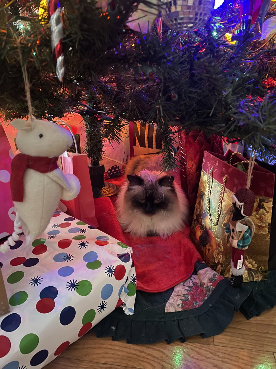 Merry Christmas to all my buds! 🎄💙