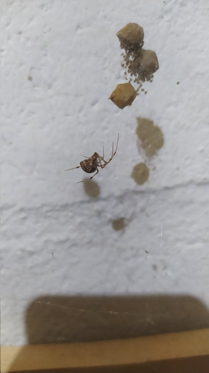 jgr_87's tweet photo. Hola @Arachno_Cosas encontre esta araña en Rionegro, Antioquia, Colombia (2000 msnm), será venenosa? https://t.co/gnEUQVVptF