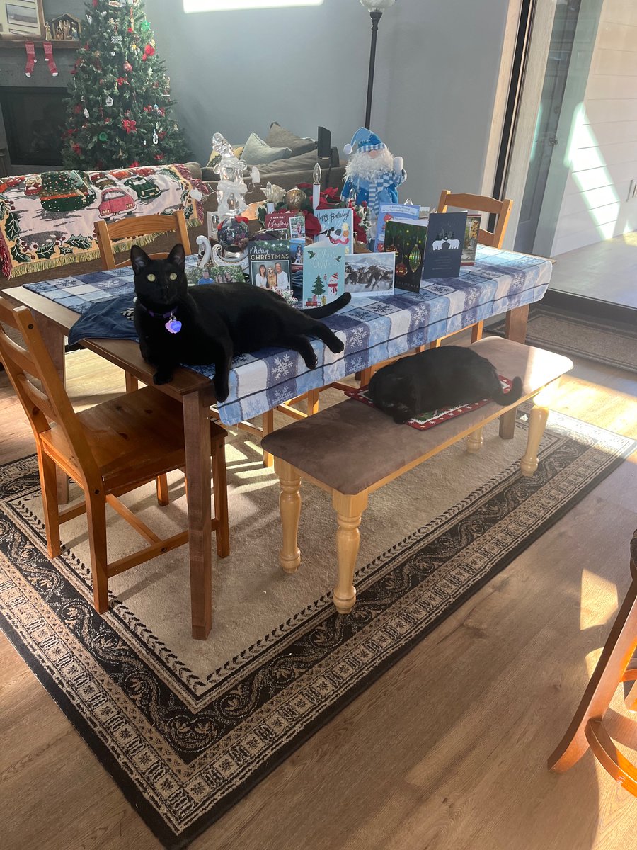 KittyAndIndia's tweet photo. Merry Catmas!!!  #twocatsonebasket #queenkitty #blackcats #blackcatsmatter #catsoftwitter #cats #catsontwitter #meowlife #catlife #catlove #worrycat #indiamonkey https://t.co/hiGNdUoHHo