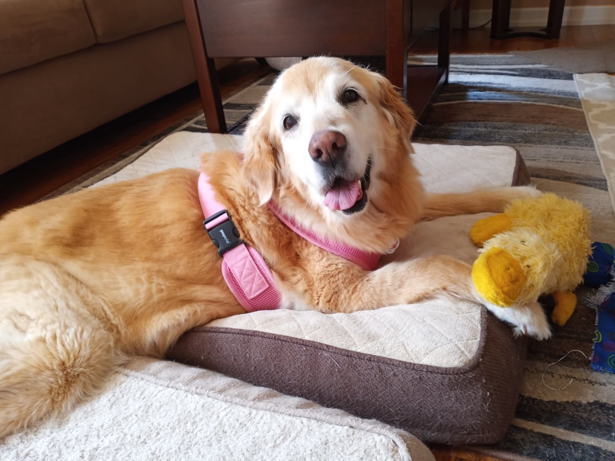 It's been 3 months today since Reilly passed.  I had a breakdown tonight.  I miss her so so much 💔😢