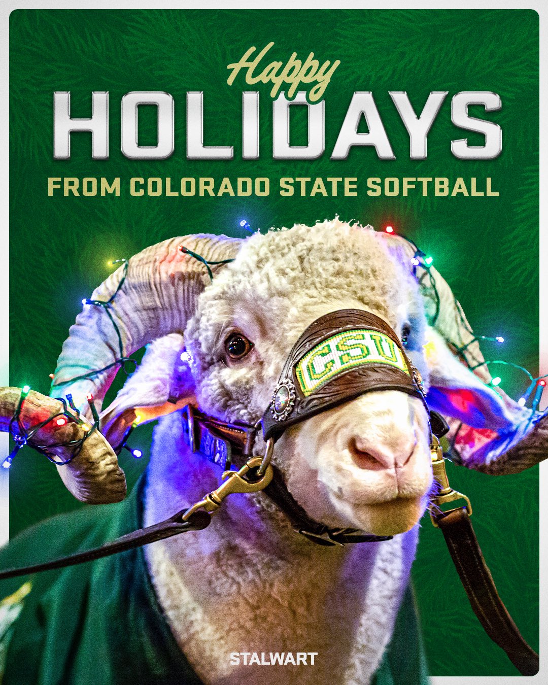 Colorado State Softball On Twitter: And To All A Good Night! ✨? Happy  Holidays And Cheers To More Rams Softball In 2023! ? #Stalwart X #Csurams  Https://T.co/Vssu2fohsw / Twitter