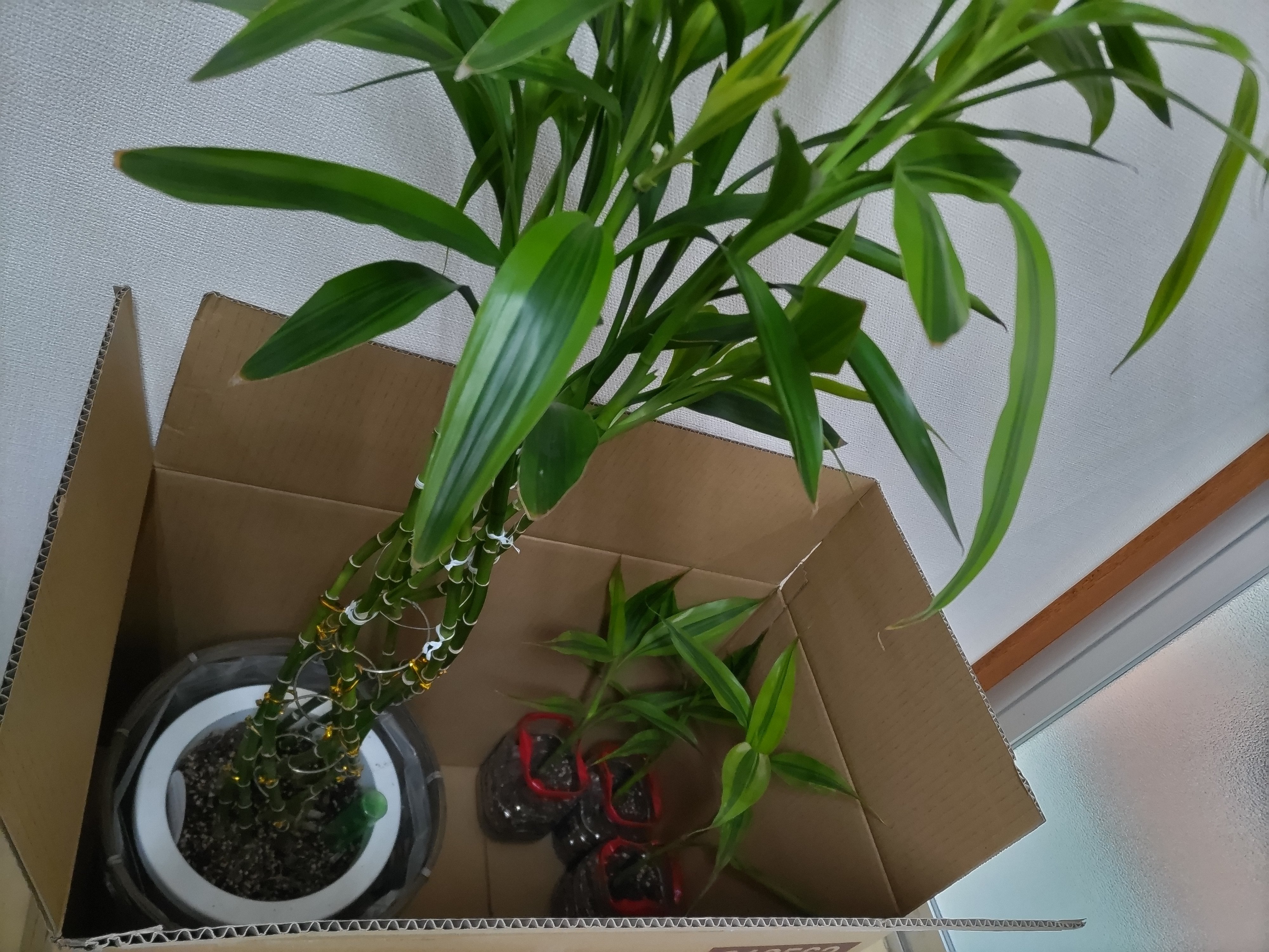 観葉植物 ミリオンバンブー ゴールド 8号 インテリア鉢カバー チークウッドスクエア 仕様 高級感溢れる立札 花言葉カード 欧州から輸入の装飾リボン付 待望 Www Apartea Fr