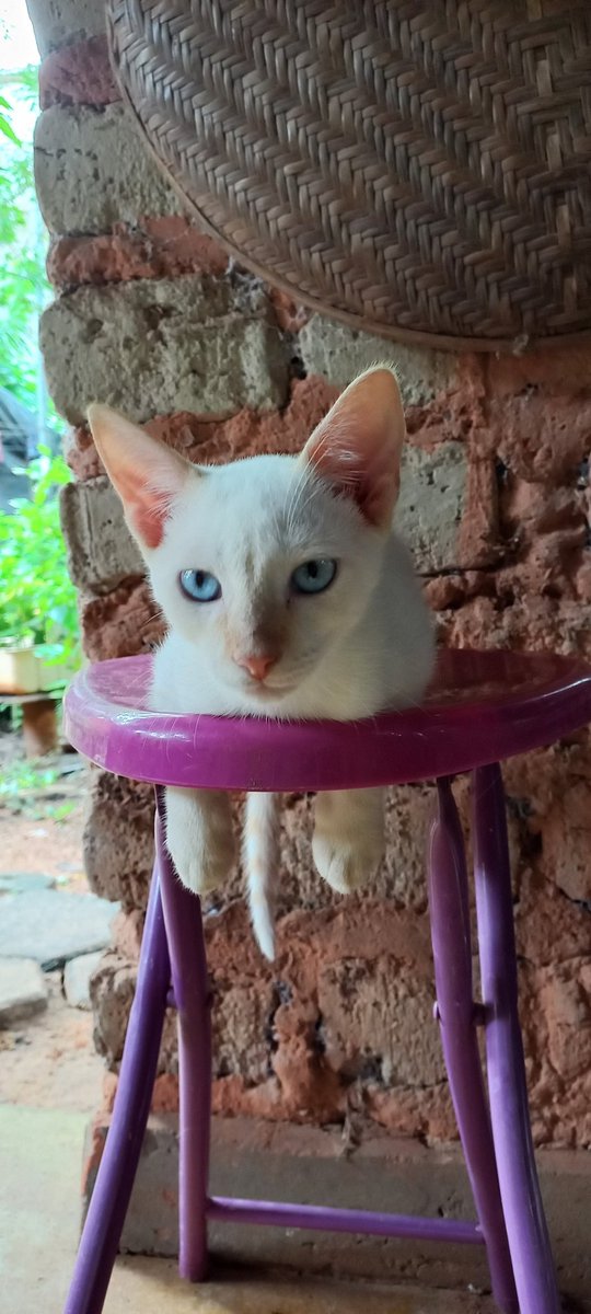 cassianatureza's tweet photo. @chaoticcatpics 1/12 https://t.co/gS5RyYS45p