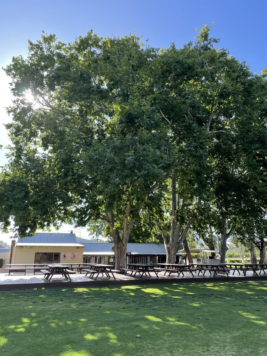 TheSwanValley's tweet photo. There’s a spot at The Llawn @mandoonestate waiting with your name on it - open from 11am every day til Jan 13 #seeperth #winery #brewery #swanvalley #perthsummer #WAtheDreamState #comeandsaygday https://t.co/vzE7kf9AE3