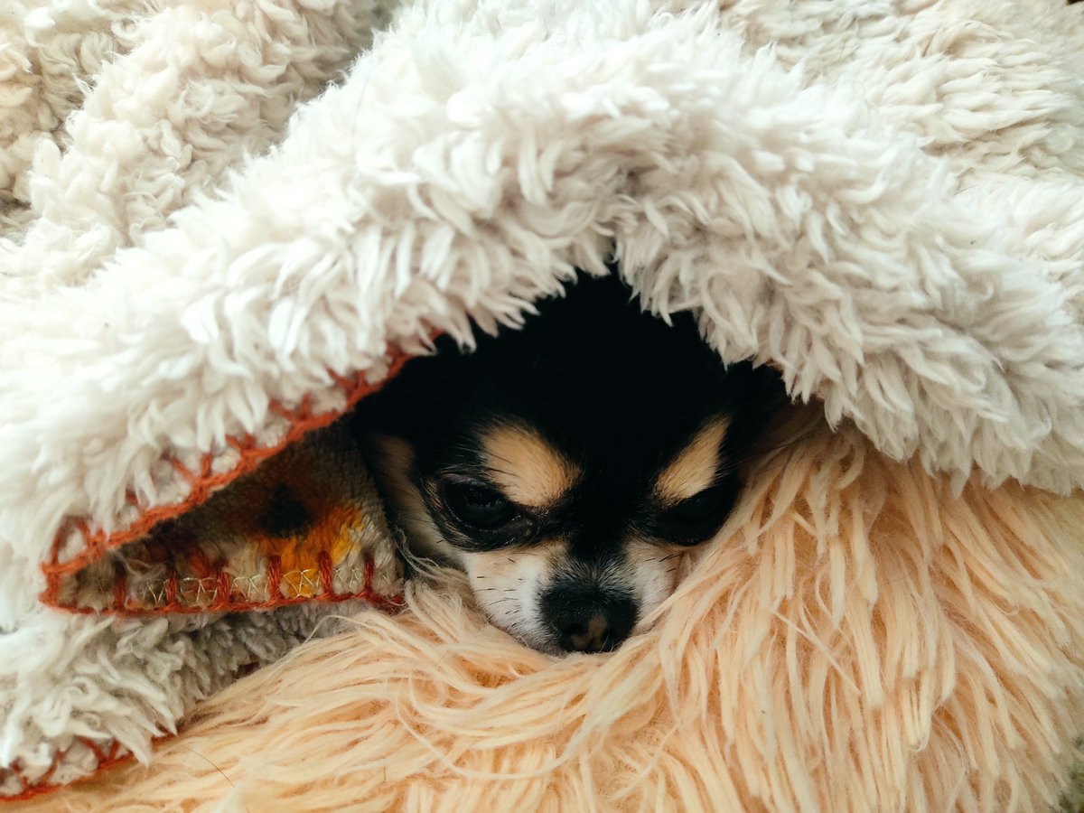 暖かいところは確実に見つけられる 