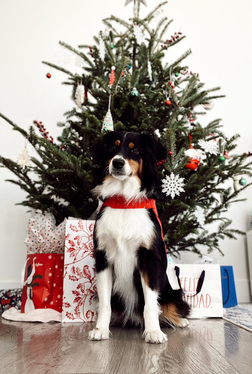 Trisha596137022's tweet photo. Merry Christmas! Greetings from Murphy 🥰 https://t.co/93EzQmgTCh