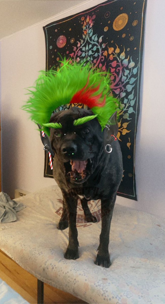 Grave_Knocker's tweet photo. @crushtheracists Merry Christmas from my best family member, June the mastiff! 😊 https://t.co/DiMmIKp7vK