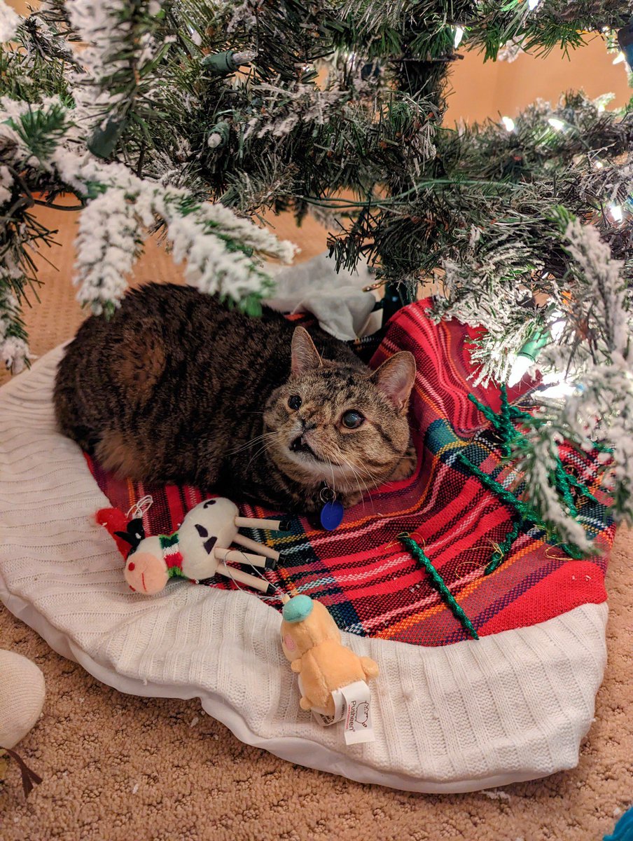 CatZamboni's tweet photo. I help decorate https://t.co/xJ0tQRsGlH