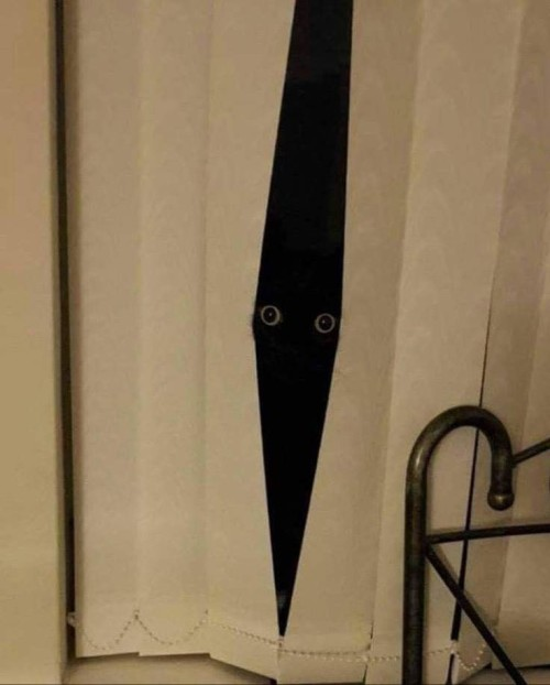 DontShowYourCat's tweet image. the void sees all