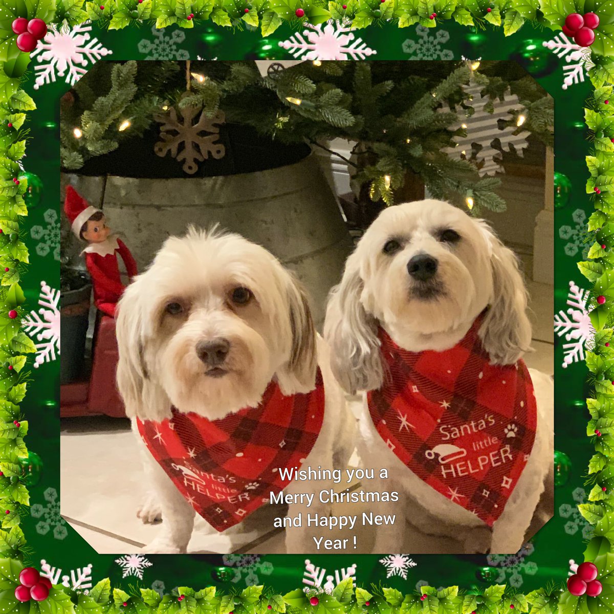 loriarupp's tweet photo. @elonmusk Are those your fur babies,
Is the black and white a Havanese 🎄🎅🏻🐾🐾 https://t.co/FzRdEh9dCS