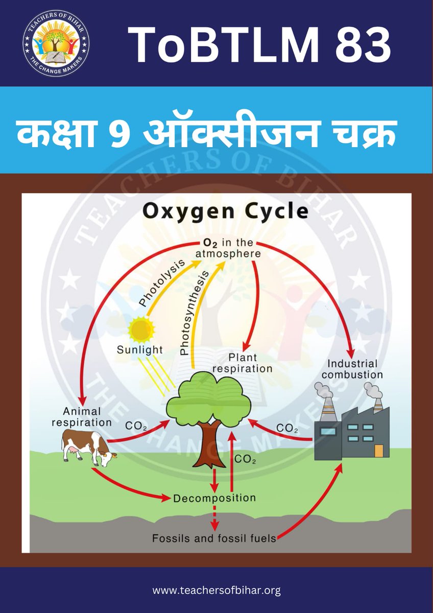 teachersofbihar's tweet photo. ➡️ विज्ञान कॉर्नर
⏺️ऑक्सिजन चक्र
#ToBTLM #Science https://t.co/GaejupTyo3