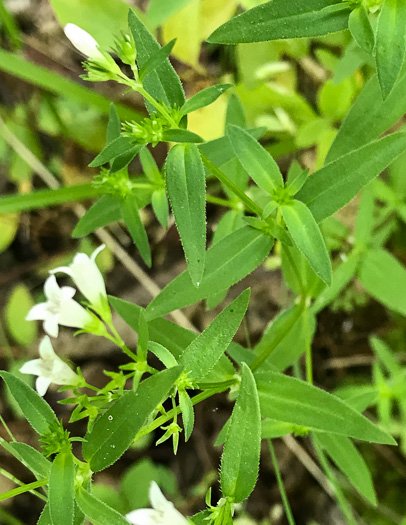 rathi0102's tweet photo. Chay root or இம்பூறல் used in diverse applications, the decoction of leaves is used to treat poisonous bites, roots are used in asthma, bronchitis, and  considered as good expectorant and has styptic action.“இம்பூறலைக் காணாது இரத்தங்கக்கிச் செத்தானே” -சட்டமுனி. #siddhaday https://t.co/aV1Om0WKRK