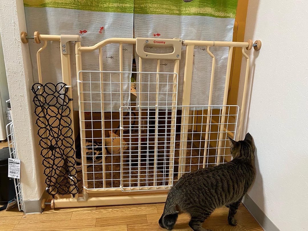 osamutabuchi's tweet photo. #美と仔美の成長日記🐾 
以前に一休君を脱走させちゃったのでその対策として脱走防止柵を①
完璧やと思って取り付けてみたものの〜。
『普通に通ってますやんっ❗️』②
.
網の柵を取り付けて今度こそ完璧③
もう、嫌な思いはしたくないからね😅
2022-12.25
.
#猫のいる暮らし 
#脱走防止柵 https://t.co/MvjN5wEBEI