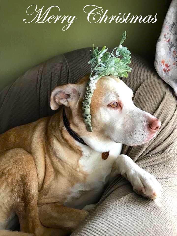 NOLAsFamily's tweet photo. Miss Mistletoe wishes everyone a Blessed, Merry Christmas 🎄! #dog #dogsoftwitter @dogcelebration @MargaretOrr #nola https://t.co/aZWdKbe02c