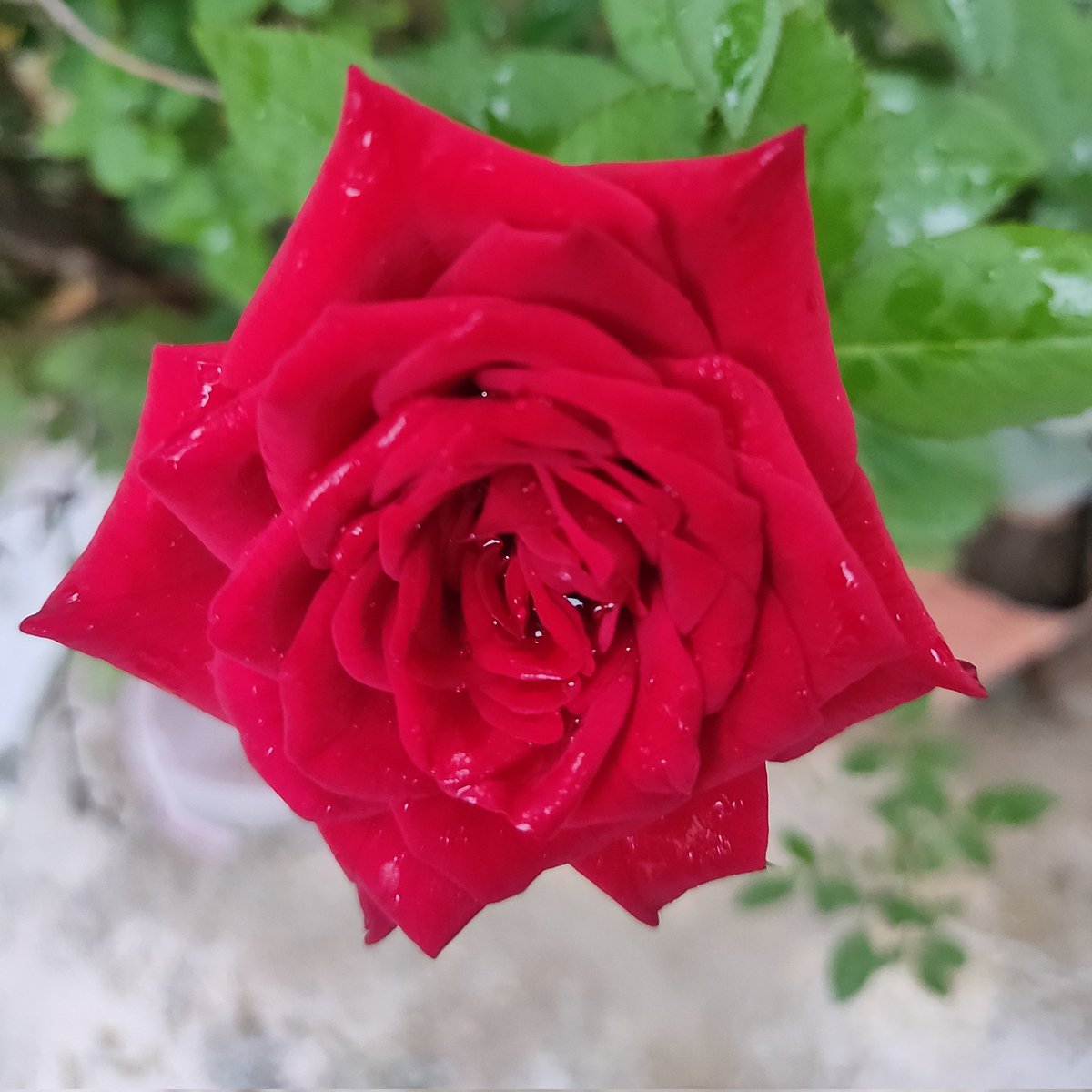 SaajnB's tweet photo. #NewProfilePic https://t.co/oCFkKJFxPE