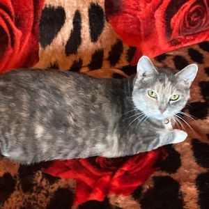 Hey! I'm Rain. I am a Female Domestic Short Hair.
petfinder.com/cat/rain-59236…