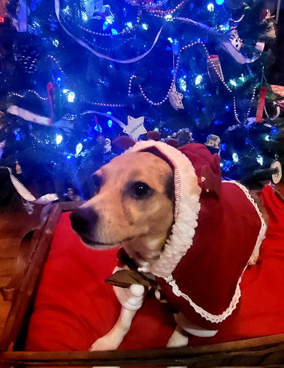 BeaglesCourt's tweet photo. Merry Christmas from our hound to yours. #beagle #Christmas #pocketbeagle #hound #beaglefacts #christmasbeagle #qepb #pixiebeagle #minibeagle https://t.co/Lonbybuvux