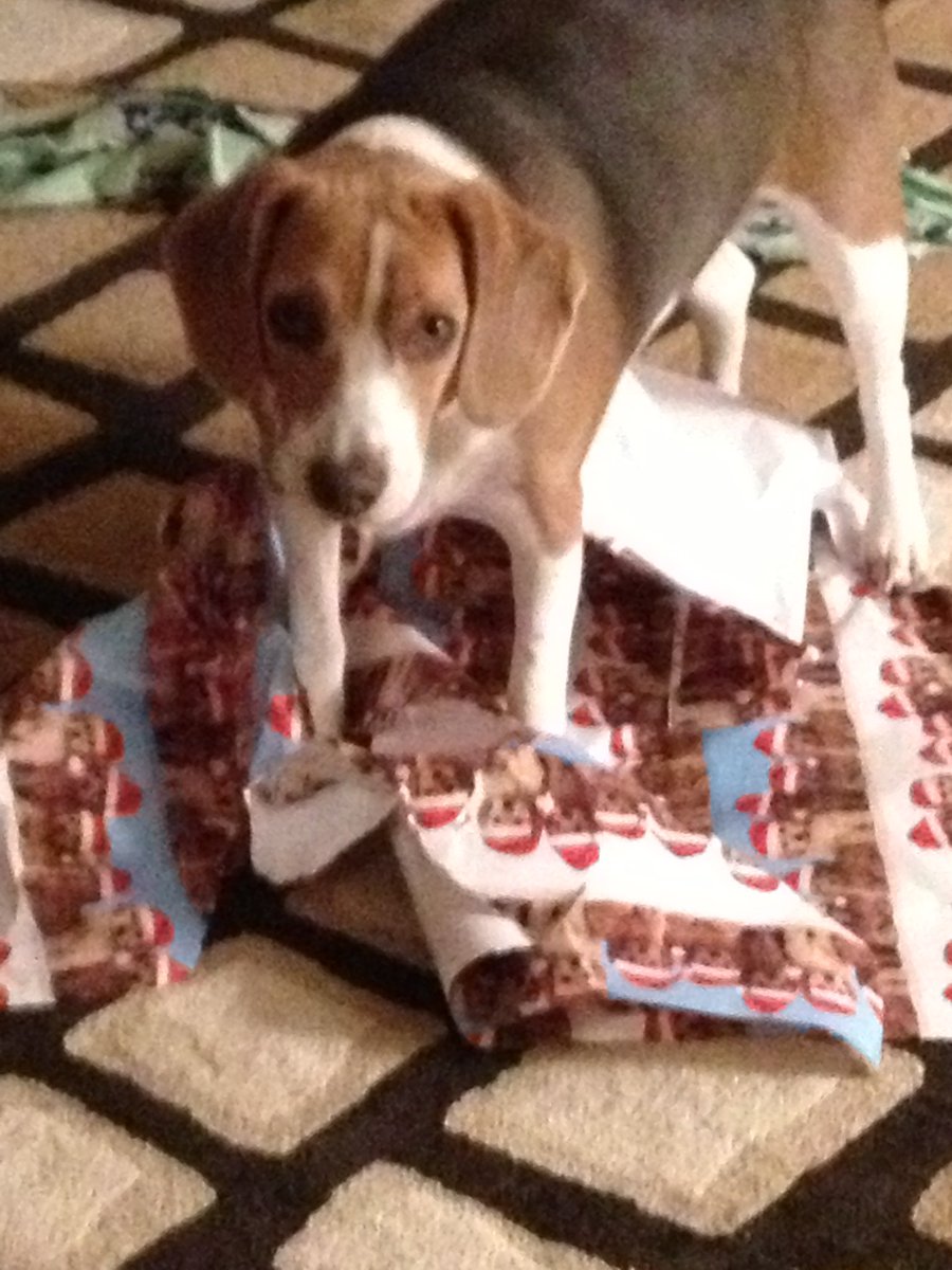 LokiTheBeagle's tweet photo. Loki is still here in spirit to wish everyone a Merry Christmas!! I’ve missed him every minute of every day, but he was such a happy boy! Merry Christmas! 
#MerryChristmas #beagles #dogsoftwitter #beagleRescue https://t.co/94q3uiBUkX