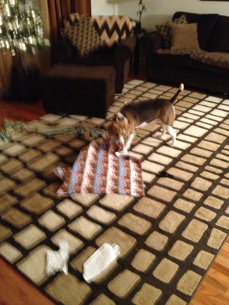 Loki is still here in spirit to wish everyone a Merry Christmas!! I’ve missed him every minute of every day, but he was such a happy boy! Merry Christmas! 
#MerryChristmas #beagles #dogsoftwitter #beagleRescue