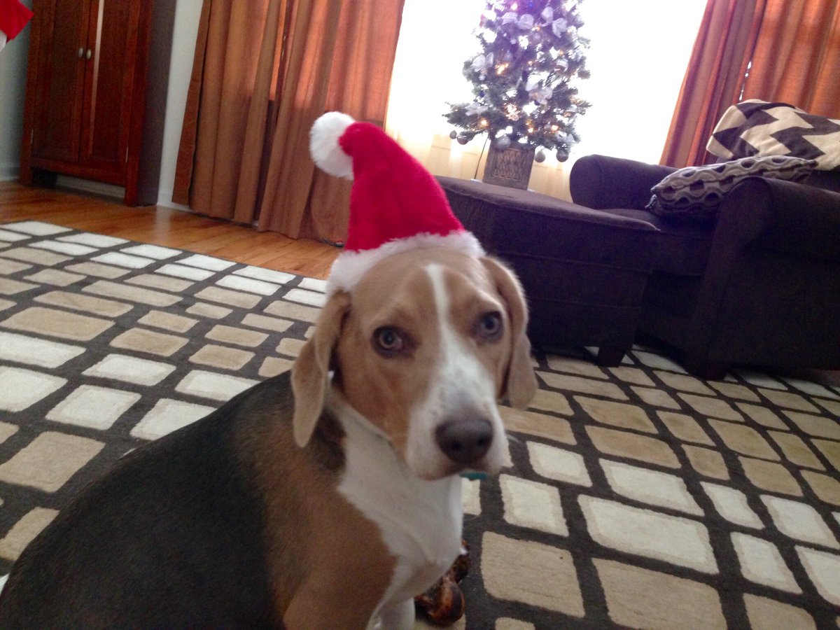 LokiTheBeagle's tweet photo. Loki is still here in spirit to wish everyone a Merry Christmas!! I’ve missed him every minute of every day, but he was such a happy boy! Merry Christmas! 
#MerryChristmas #beagles #dogsoftwitter #beagleRescue https://t.co/94q3uiBUkX