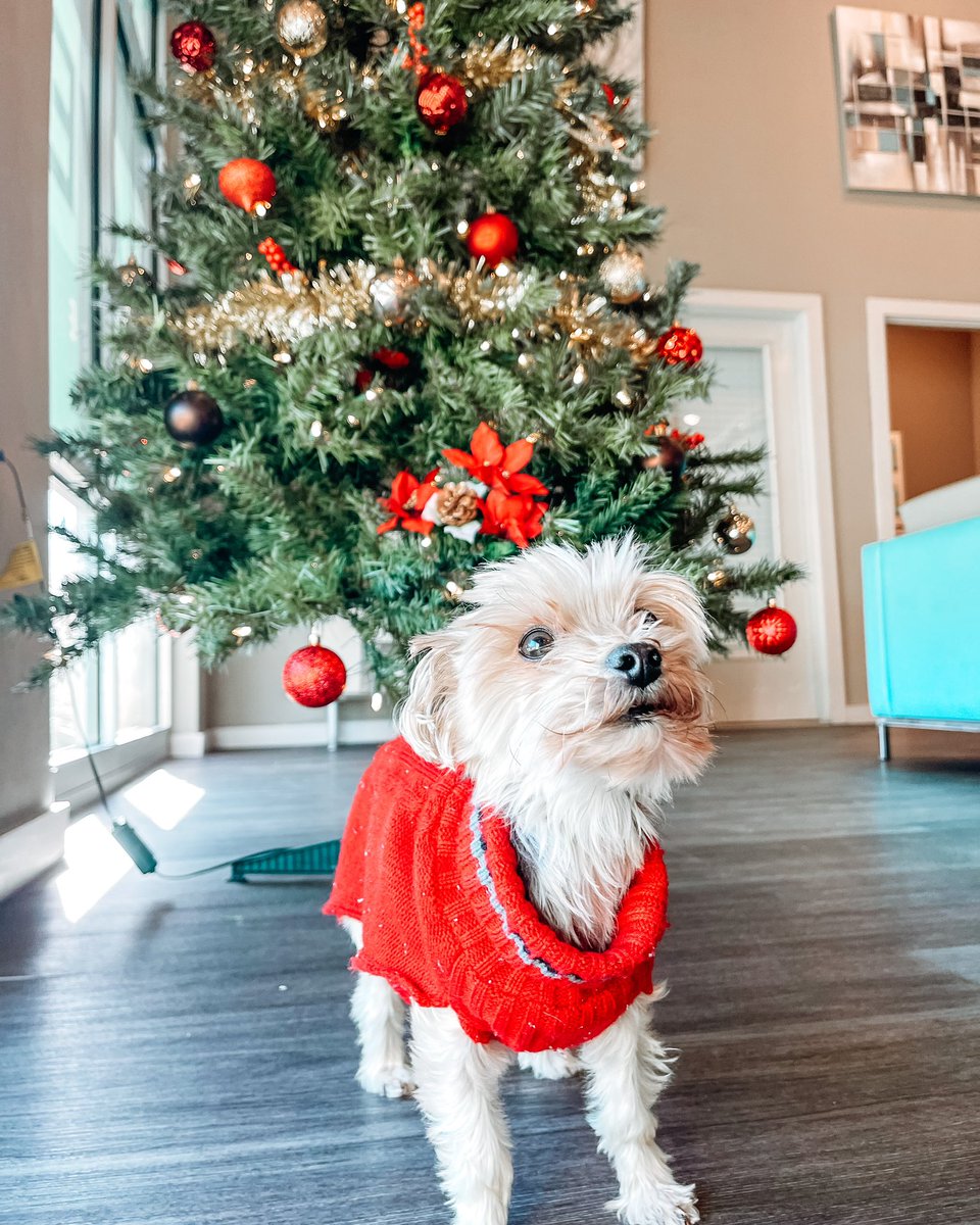 CollegeTownTXST's tweet photo. Happy Pawlidays!

We hope everyone has been staying warm and traveling safe! ❄️

Remember your last chance to save on the B1 is now! Save $70 a month at $819! 💸

#FindYourHaven #EatEmUp #TXST #TXST23 #TXST24 #TXST25 #GoCatsGo #SMTX #SanMarcosHousing #StudentHousing #Petfriendly https://t.co/uaEOhgRdKz
