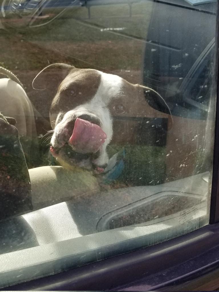 MarleyMud's tweet photo. Hope everyone and all the #rescues are having a wonderful #Christmas! We had 72 #RescueDogs on #RescueTransport over the past 2 weekends! Came close to getting stuck in snow in #Maine and #Buffalo but made it home safe! Remember as always #AdoptDontShop https://t.co/dVVIVOEZSQ