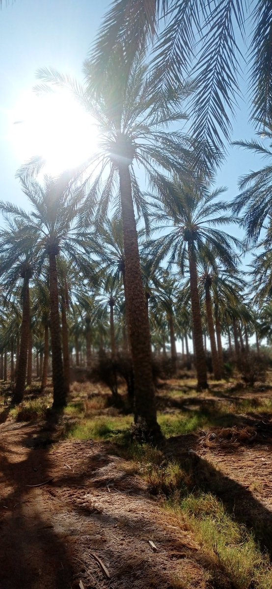 ismaildig's tweet image. صبـ(⛅)ـُ(آٍلـٍـً(🌺)ـٍورٍدً)ـ(⛅)ـٍآٍآٍحً ❤❤❤❤🌼🌻🌼💮💔