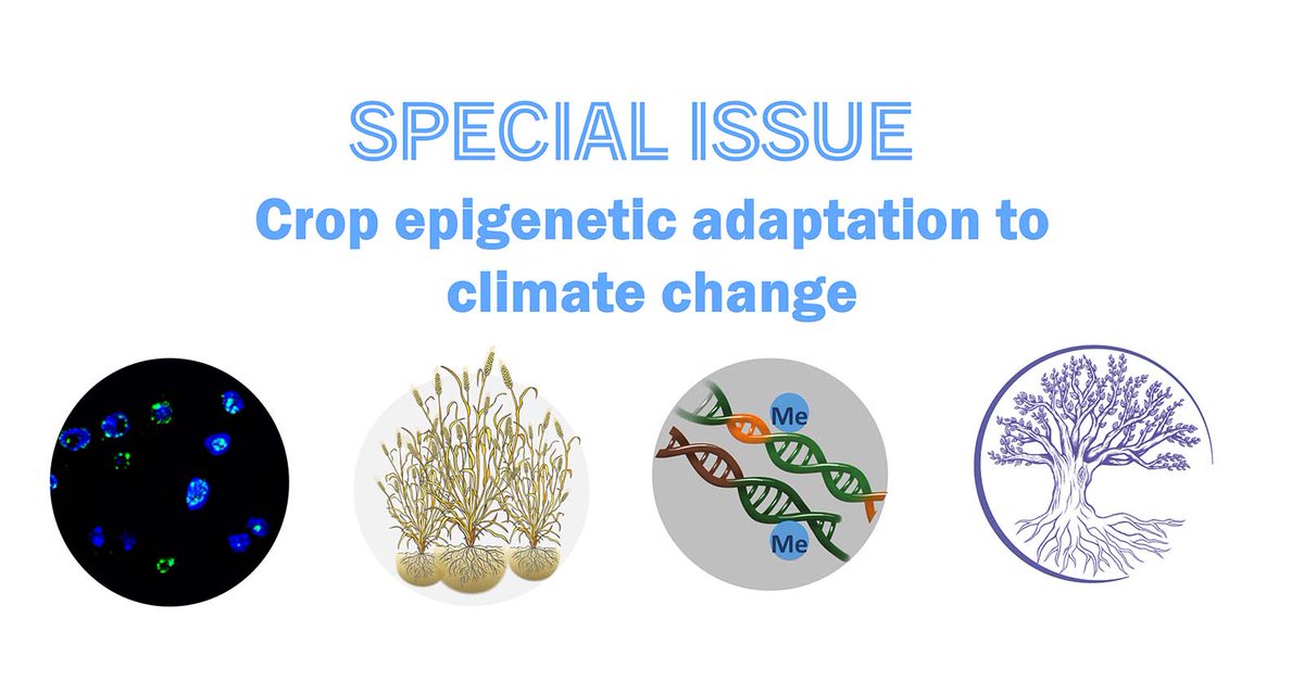 PPLplantarum's tweet photo. Check the table of content of our Special Issue “Crop epigenetic adaptation to climate change”.  https://t.co/6mw9CWMhn3 
How to promote tolerance of powdery mildew in grapevine is one example of what you will find.
  @_SLU @PlantLink @EpicatchS @PTestillano https://t.co/FMFq2owkG8