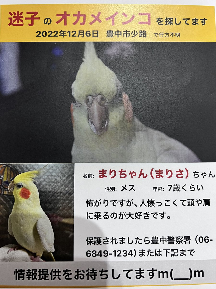 marichan_okame's tweet photo. 日暮れまでの2時間程、新大阪の目撃情報を中心に車の下を覗いたりして、歩き回りましたが、オカメインコさんは見つけられませんでした💦見つけてあげられなくてごめんね。冷えてきたので暖かいところにいてくれますように🍀*゜ #オカメインコ #オカメインコ迷子 #鳥 #インコ #大阪 #豊中市 #吹田 #兵庫 https://t.co/Qr2LhNNq4p