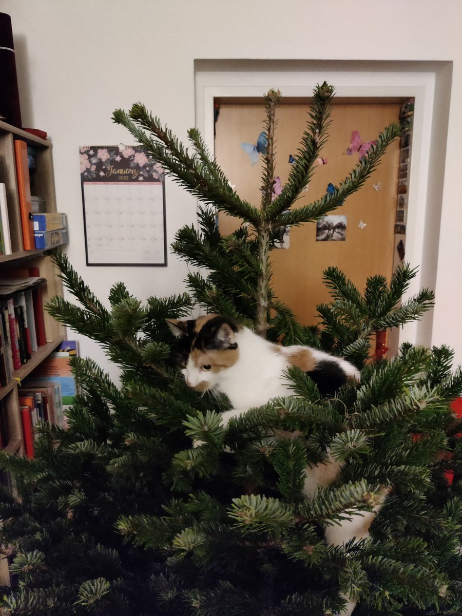 icpathua's tweet photo. @Number10cat @PoliticalPics https://t.co/fFZn1g21Jv