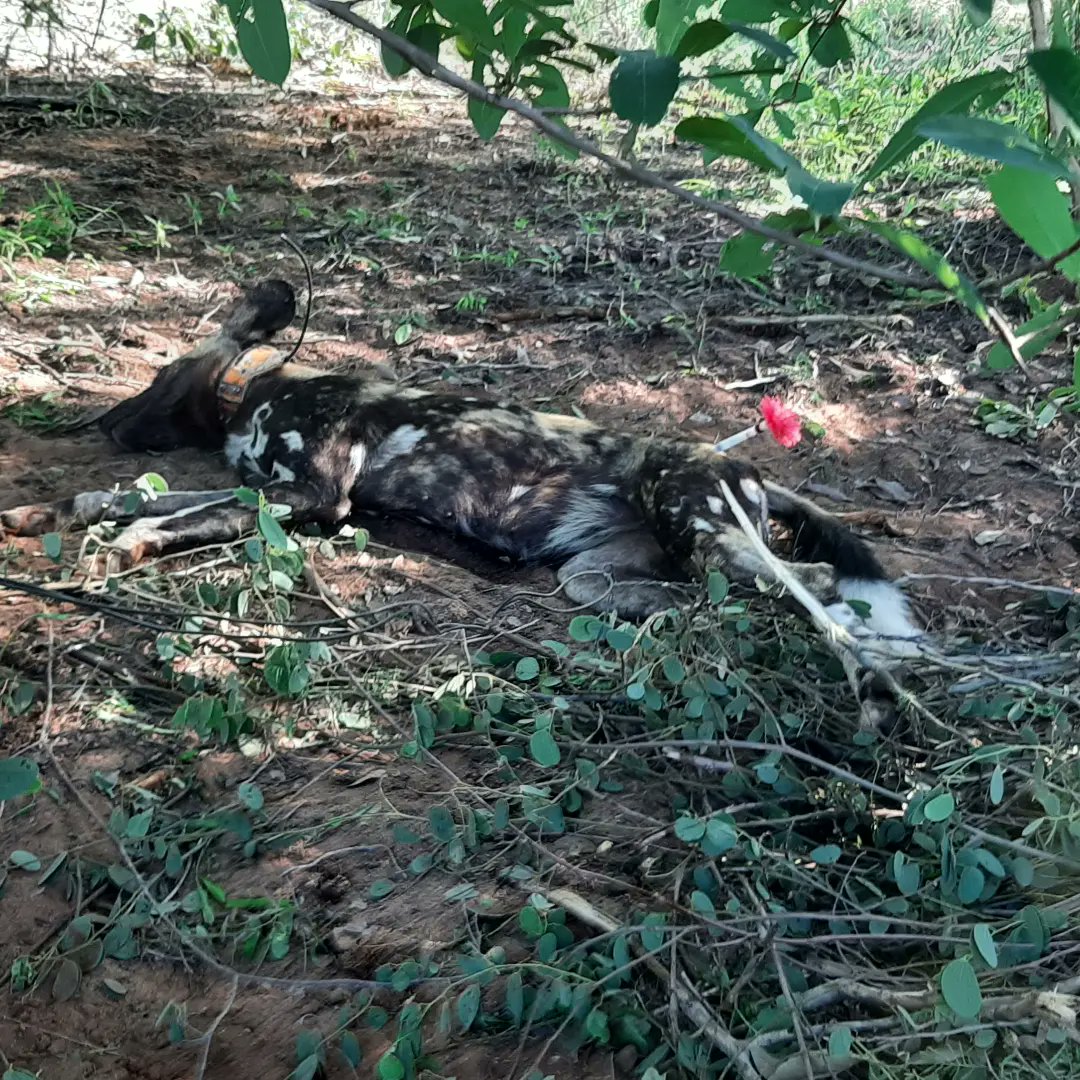 softfootallianc's tweet photo. A mince-pie was interrupted this morning to rush out and relase a wilddog stuck to a tree with a wire snare! https://t.co/j2ECHoRVT4