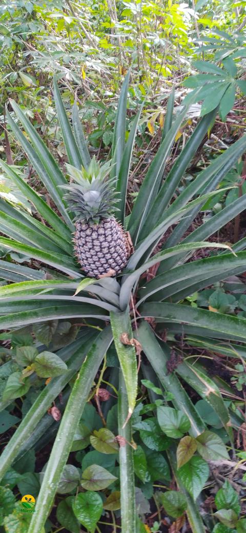 fi_ilunga's tweet photo. Miso etalaka kasi emonaka té
Yango toujours elukelaka motéma
Bolozi, mindondo ...
#phaseur https://t.co/ySSxWwn8tE