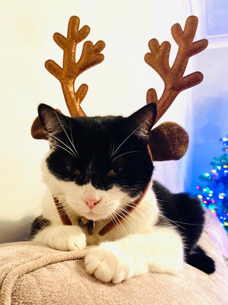 lunaballona25's tweet photo. Christmas feels. #luna #catoftwitter #CatsOfTwitter #reindeervibes #rescuecat #Christmas #scottishcat #tuxedocat #sasscat https://t.co/cNPCunQDnI