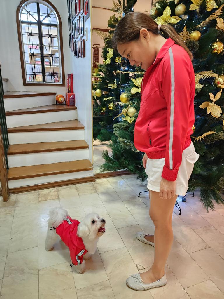 PochiWoof's tweet photo. Mewwy Chwistmas, squaddie! I is doin a #twinning wif my hooman. So the zombs will be confused who to attack.😅 #ZSHQ #DogsOfTwitter https://t.co/tzhDTqE9Du