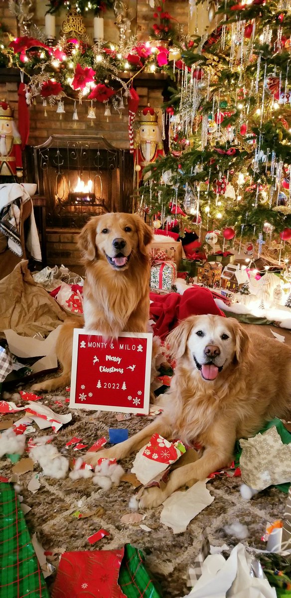 RobinWallonTV's tweet photo. A Golden Christmas🐾🎄 #MerryChristmas #goldenretrievers #presents https://t.co/qT4J501wGI