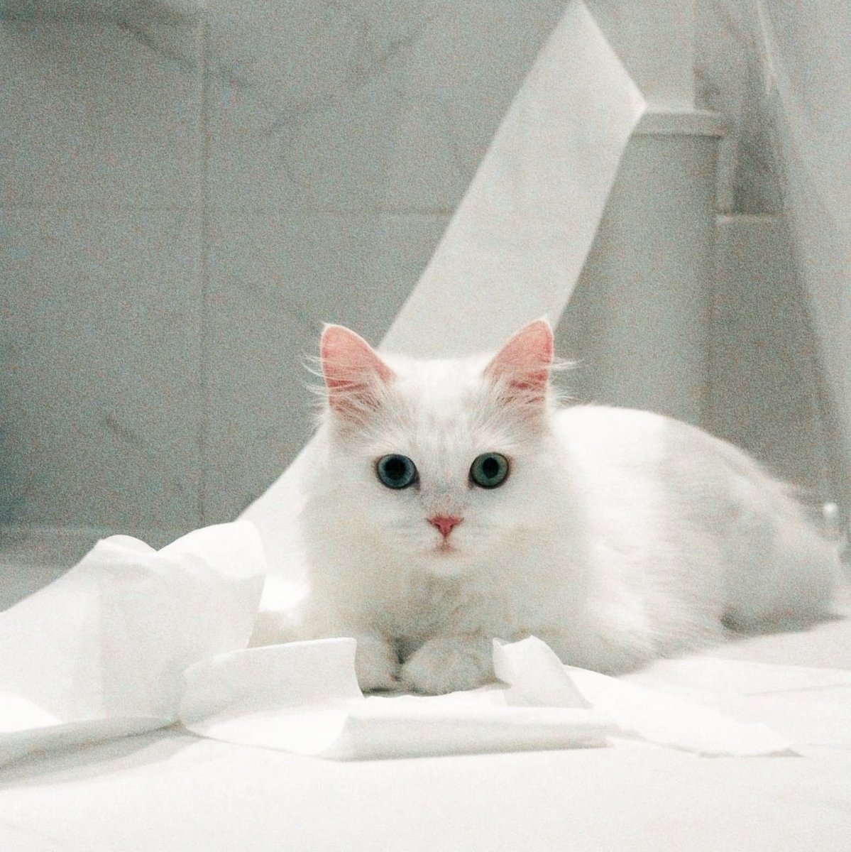 ┊ ➶ 。˚ °SECONDARY SPONSOR, HERA。✦ tweet media