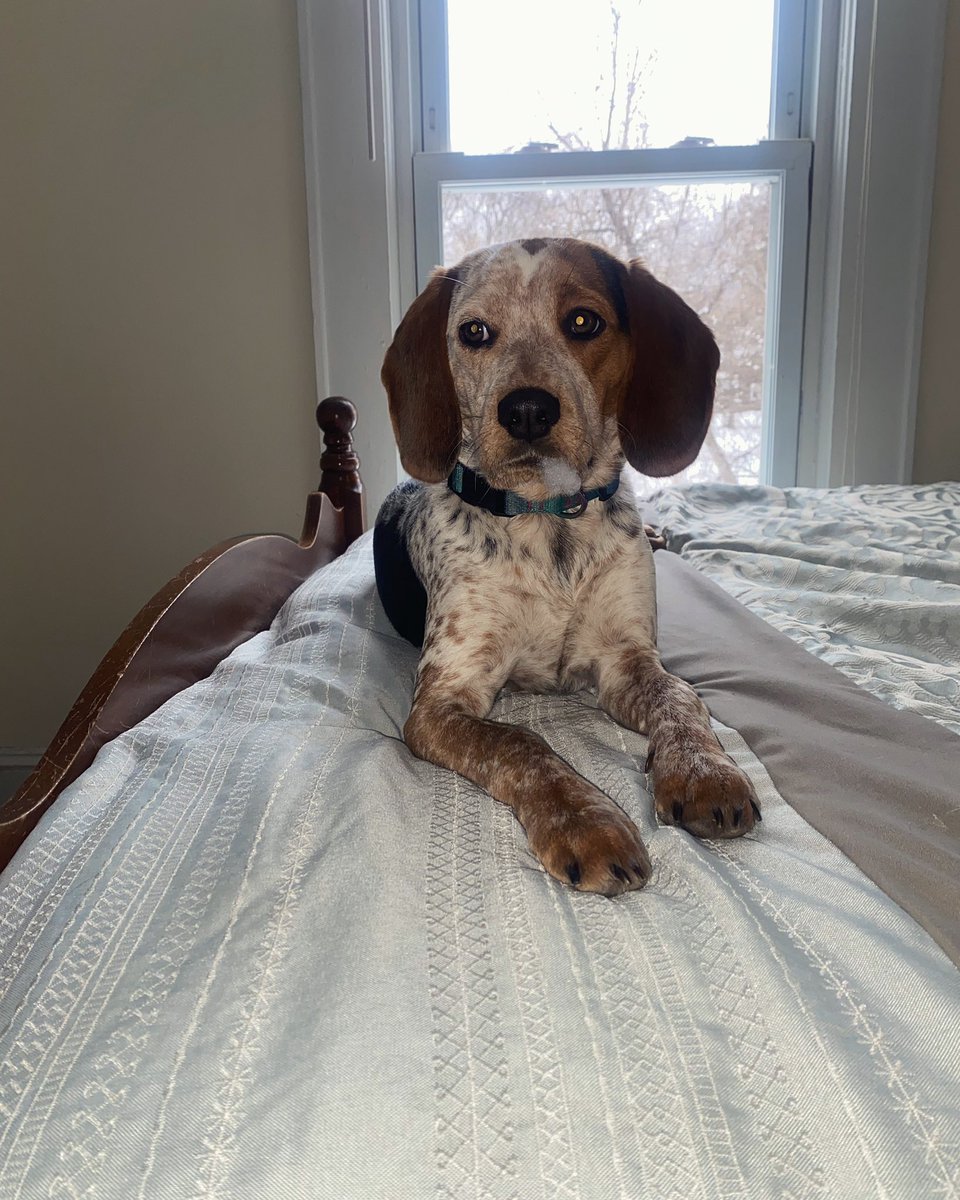 halieababyy's tweet photo. @canadianbeagles meet Ryder! https://t.co/p0jM1qF9ZW