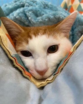 保護猫カフェdear Cat ディアキャット 奈良にある猫カフェ 子猫のへや