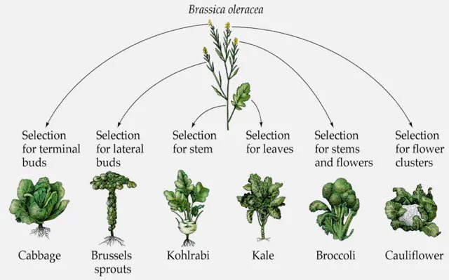 StearnsLab's tweet photo. It’s ornamental cabbage season in NYC, so a reminder that it and all of these vegetables are the same species and are the product of human selection and the remarkable plasticity of Brassica oleracea development. https://t.co/9M1xtMrHvo