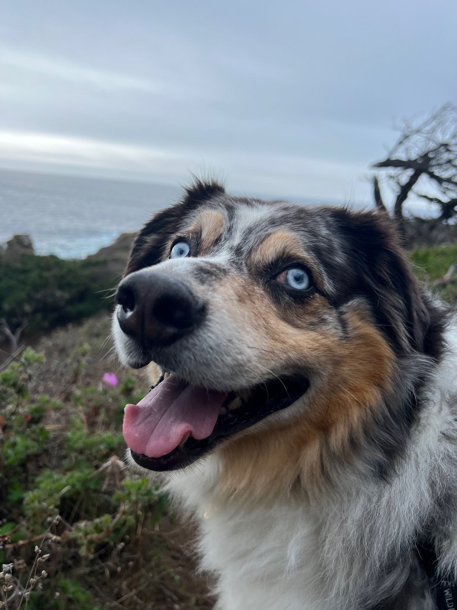 “Merry Christmas everyone! BTW do you want to eat that?” -Indy