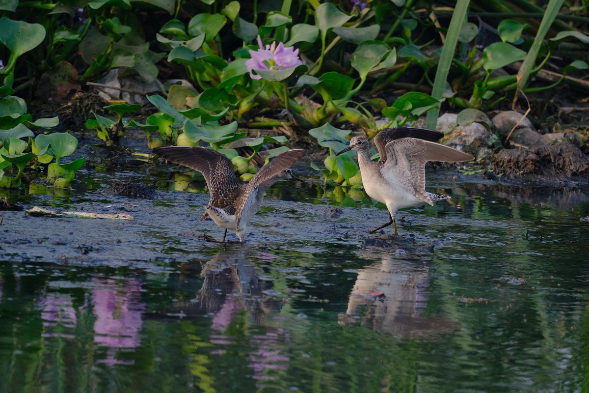 Ramprakash Ram Mohan tweet media